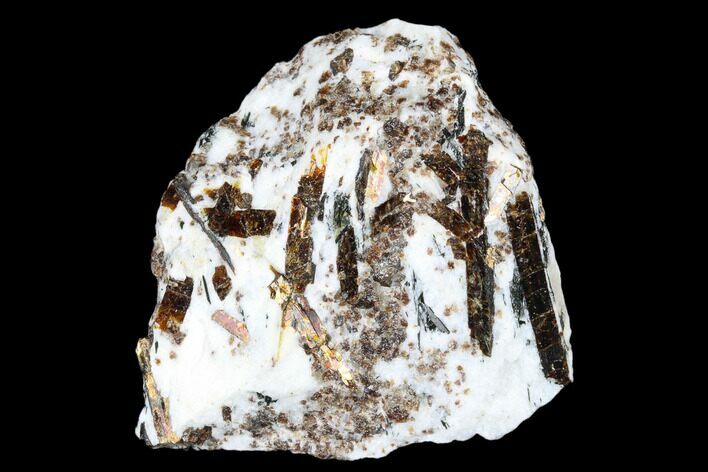 Golden-Brown Astrophyllite In Quartzite - Kola Peninsula, Russia #179166